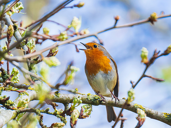 Sortie nature : les chants d'oiseaux